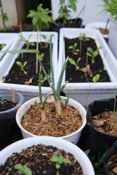 Foods you can regrow again and again.